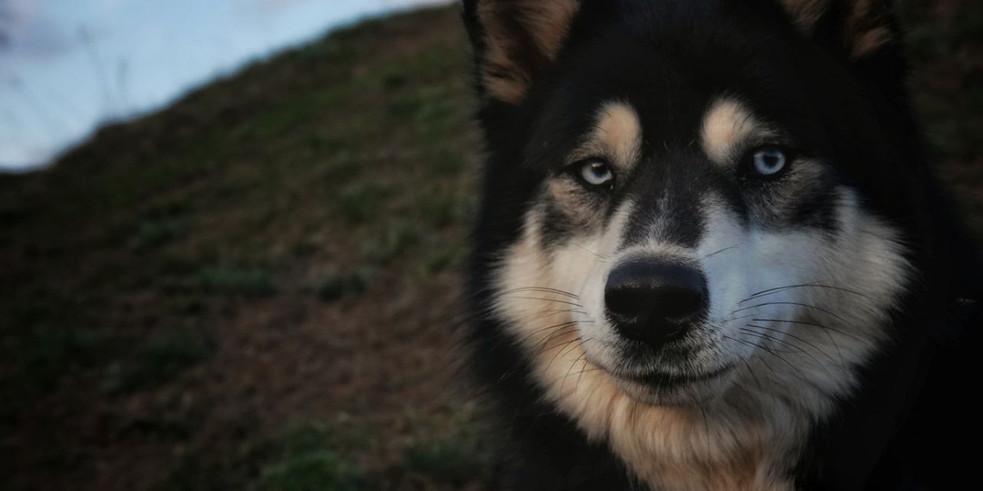 Выброшенное на помойку драгоценное сокровище: чудо, а не хаски! Ева ищет дом