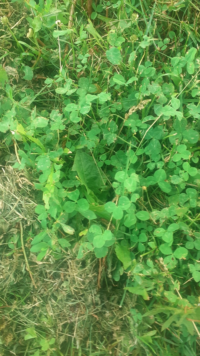 "Газон"покосили...