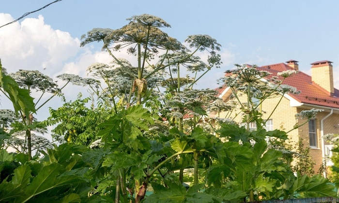    За борщевик придется заплатить