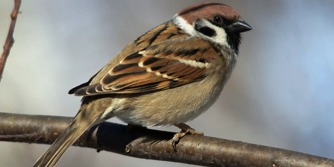 "Где обедал воробей"?