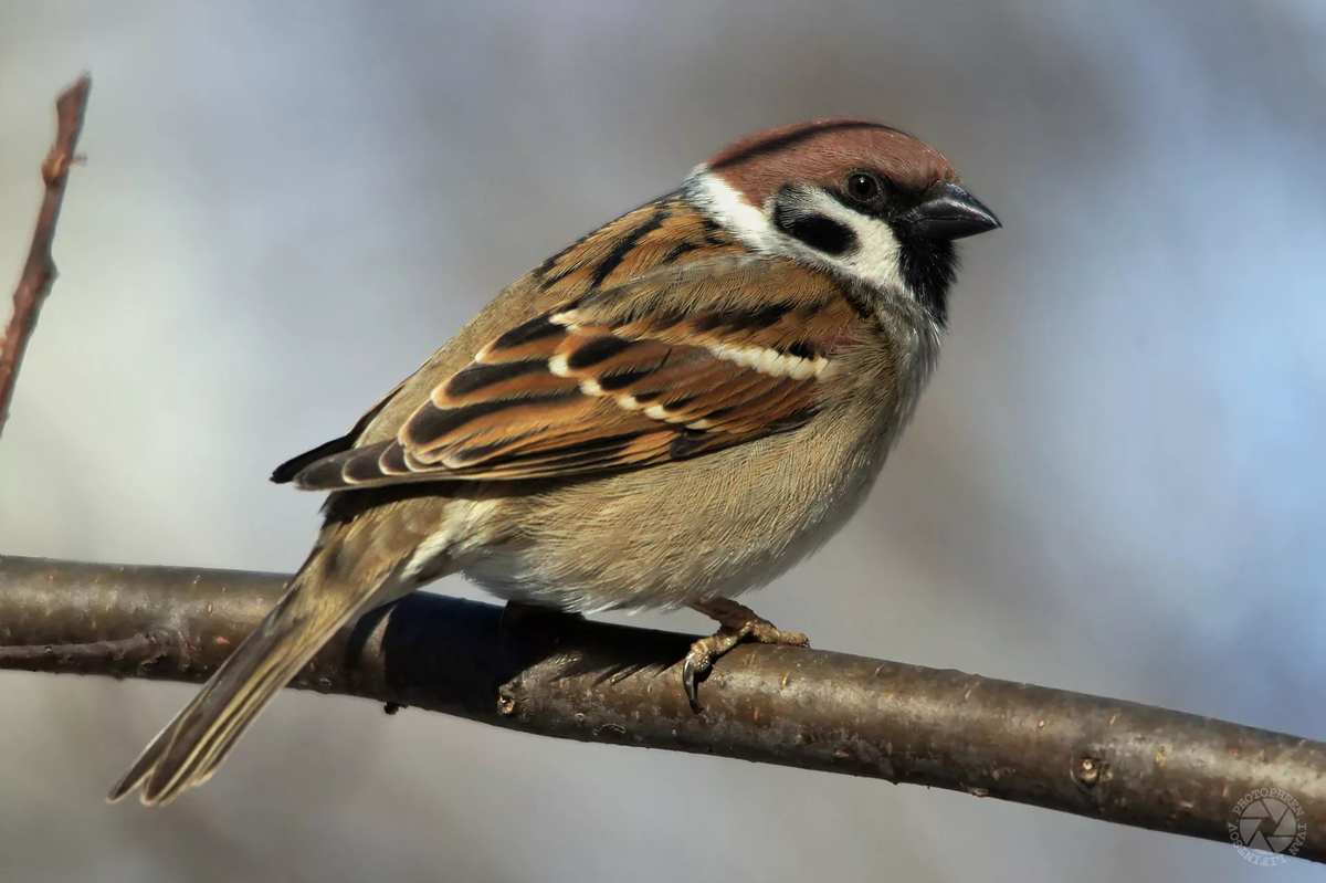 Самец домового воробья - "идеальная" птица