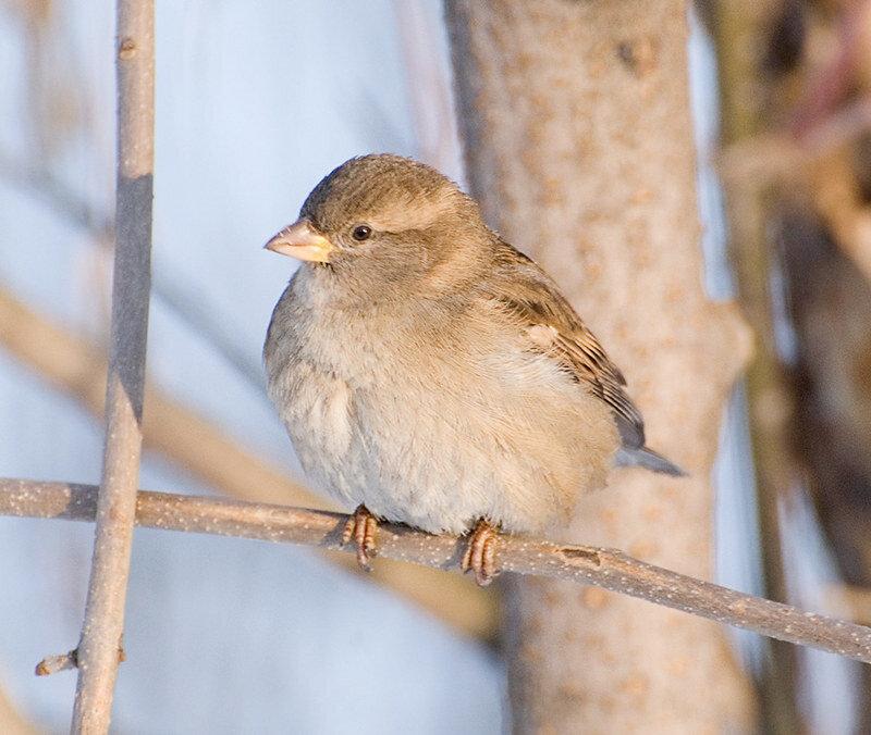 Самка домового воробья