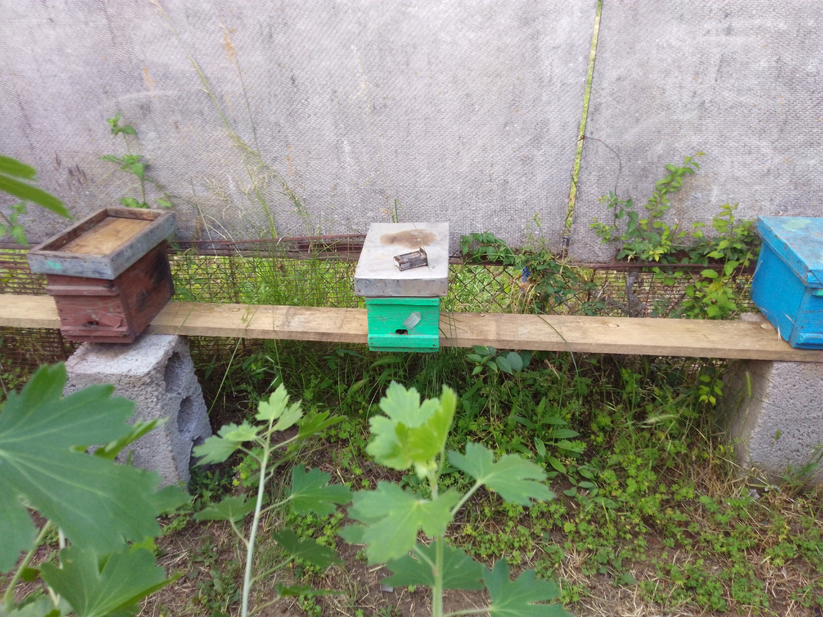 В некоторых сидят  готовые пчеломатки🐝, а некоторых маток уже подсадили в большие улья