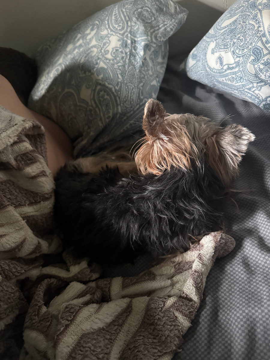 Собака усердно делала вид, что она спит без задних ног, чтобы я ее с собой не потащила, хотя уши-то слушают, что я делаю )