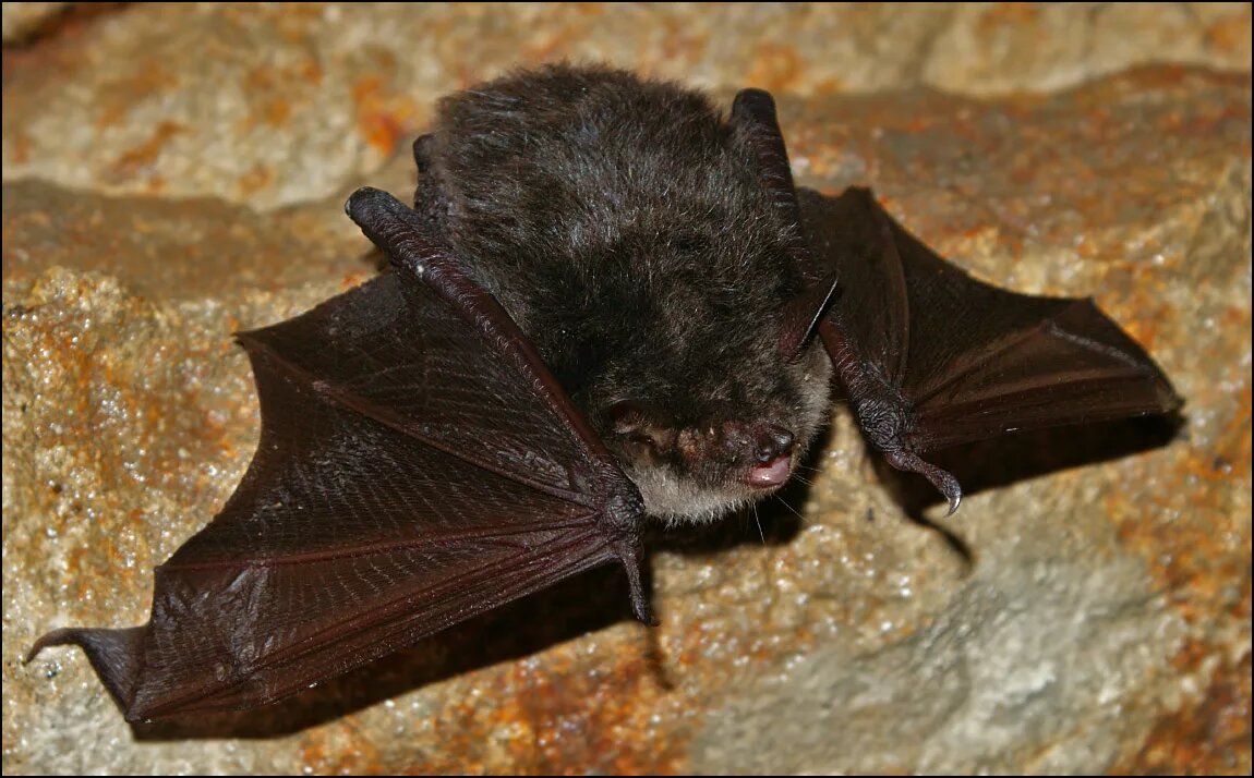 фото из интернета, но наша гостья была примерно такая же ))