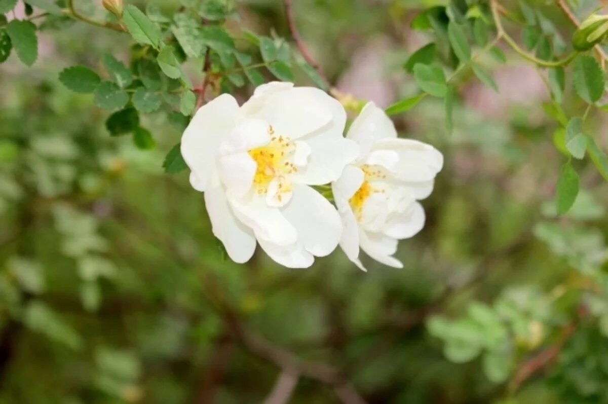    В Туле 9 июня ожидается порывистый ветер и магнитная буря