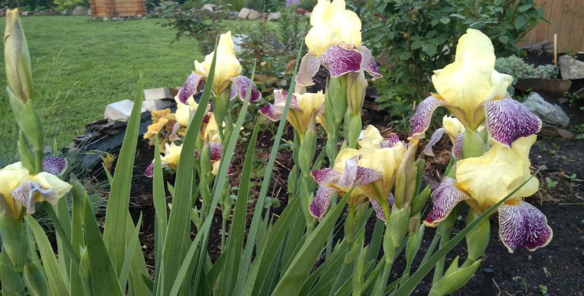 Мои красавцы Ирисы!