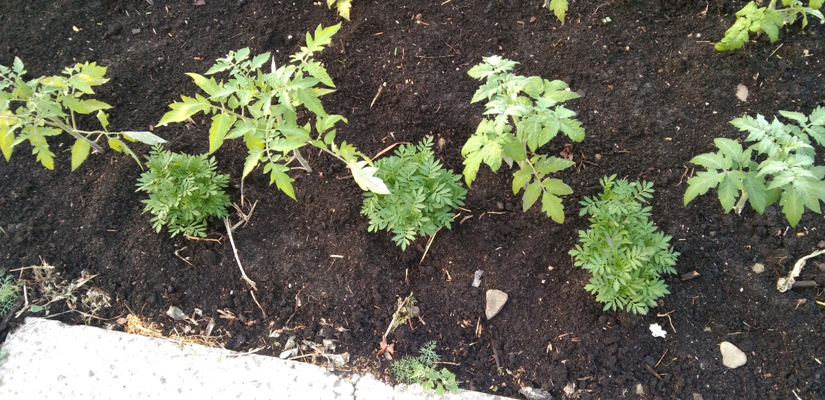 Бархатцы не успела рассадить, пока высадила пучками в помидорах☺️