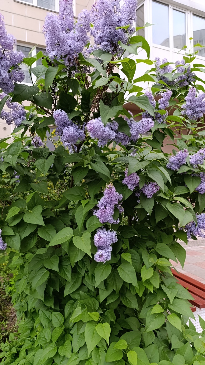 Сирень всегда красивая и ароматная.