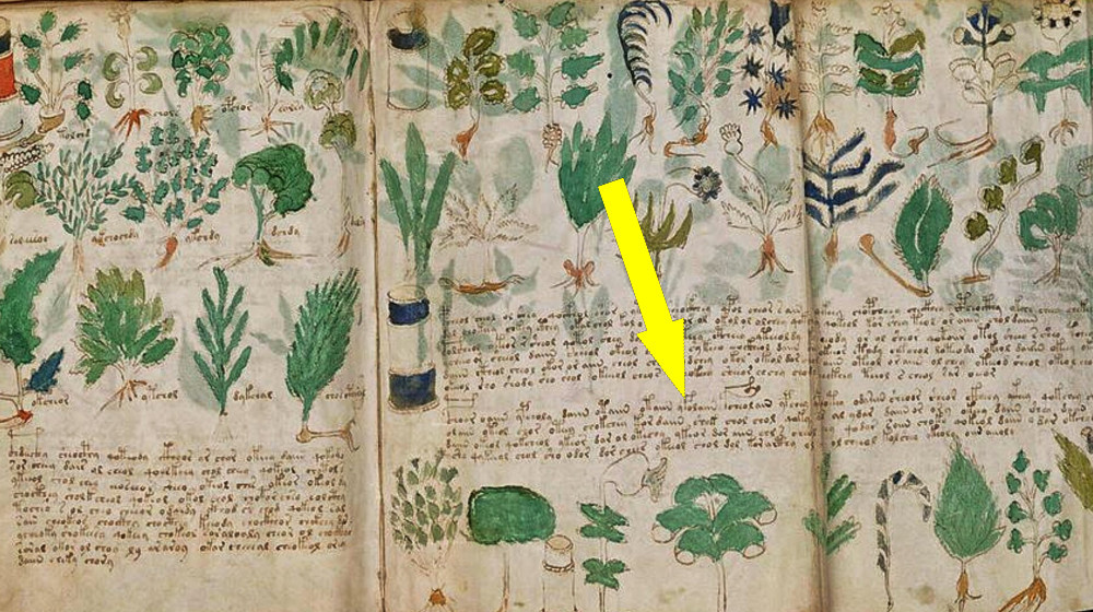    Тайна рукописи Войнича наконец раскрыта российскими учеными