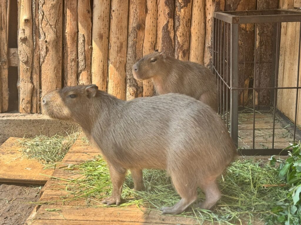    Фото: Пермский зоопарк/VK Ульяна Бажанова
