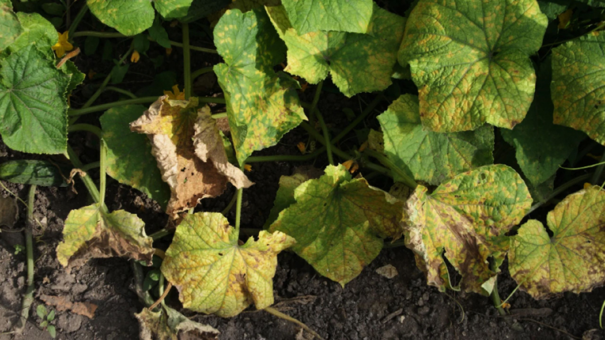 Яндекс картинки