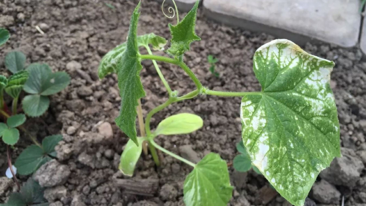 Яндекс картинки