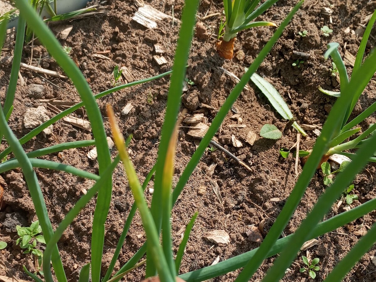 фото автора: перья, повреждённые луковым скрытнохоботником