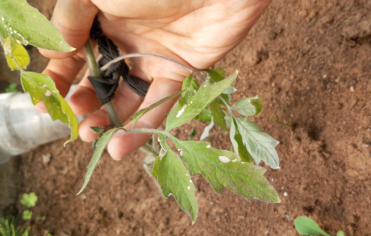 фото автора: такие растения с жежжилковым хлорозом нижних листьев целесообразно подкармливать сульфатом магния