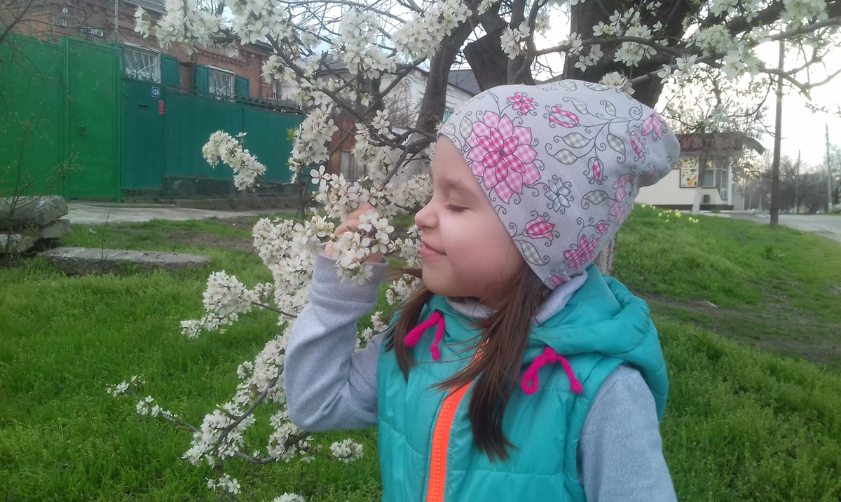 Млава и цветущая вишня