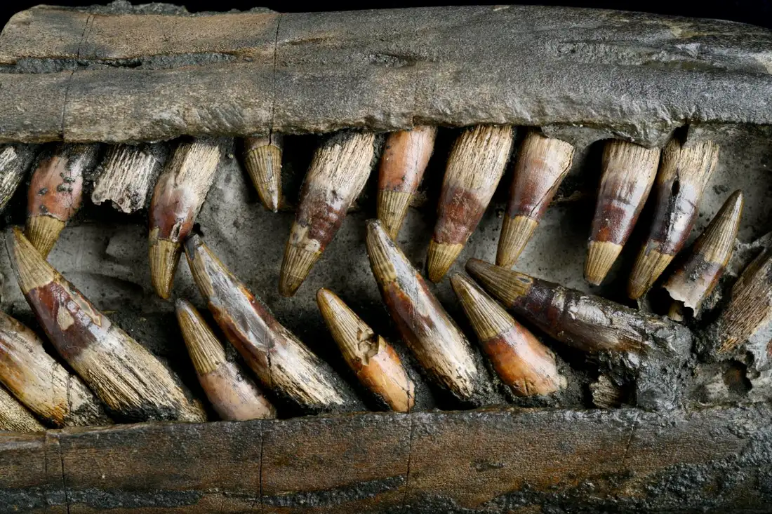 Челюсть ихтиозавра с зубами, направленными назад / Sinclair Stammers/Science Photo Library