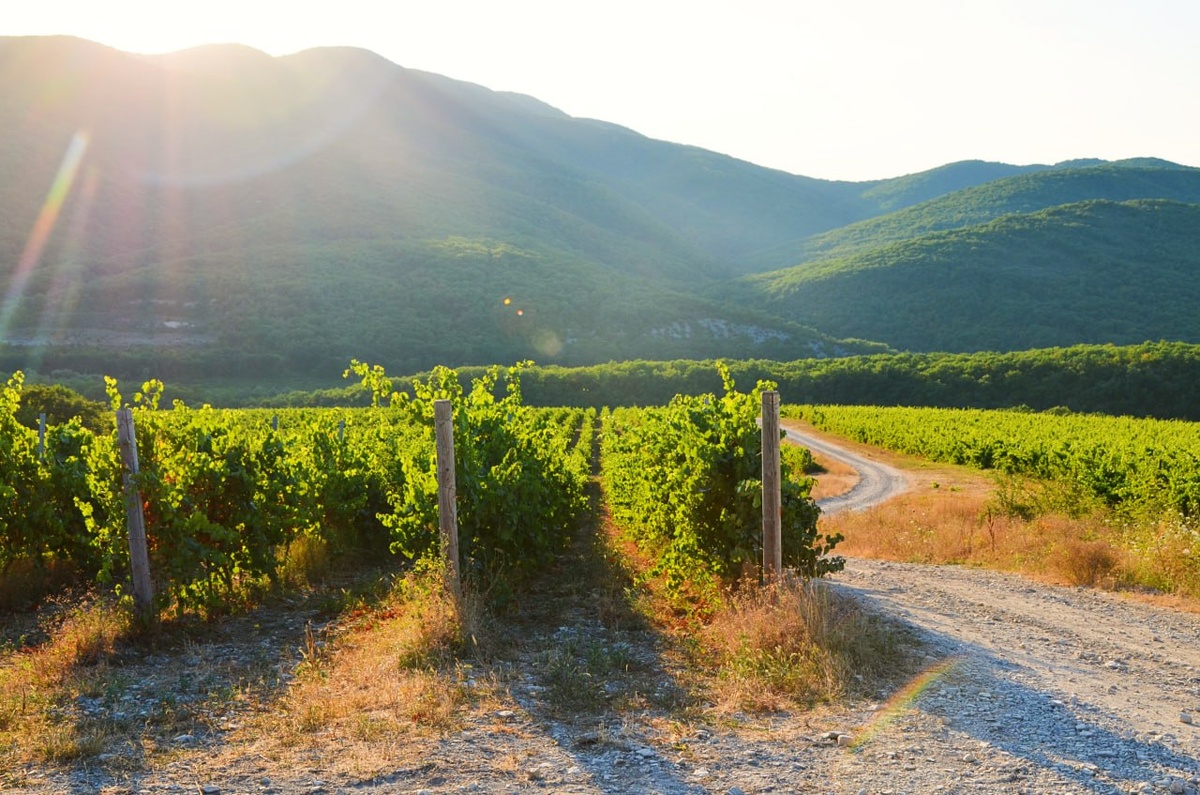 Виноградники 