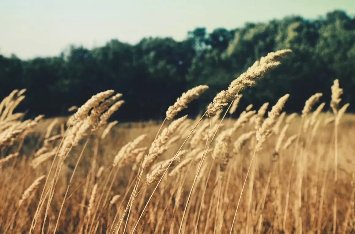 Фото: pxhere.com