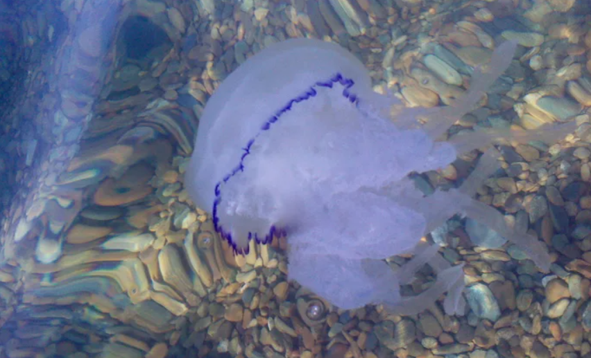 Фото с сайта https://www.uralweb.ru/photo/item/8aa8fd4ec78460edc8ceea4b73aa0674/