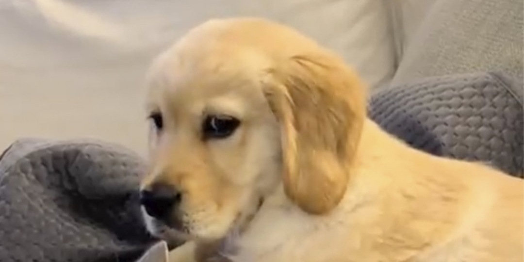 Щенок-гений научился избегать конфликтов с котом — и вот как