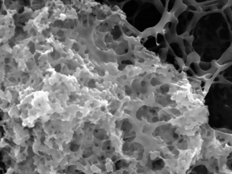    Насекомые вдохновили учёных на создание особого антибактериального покрытия