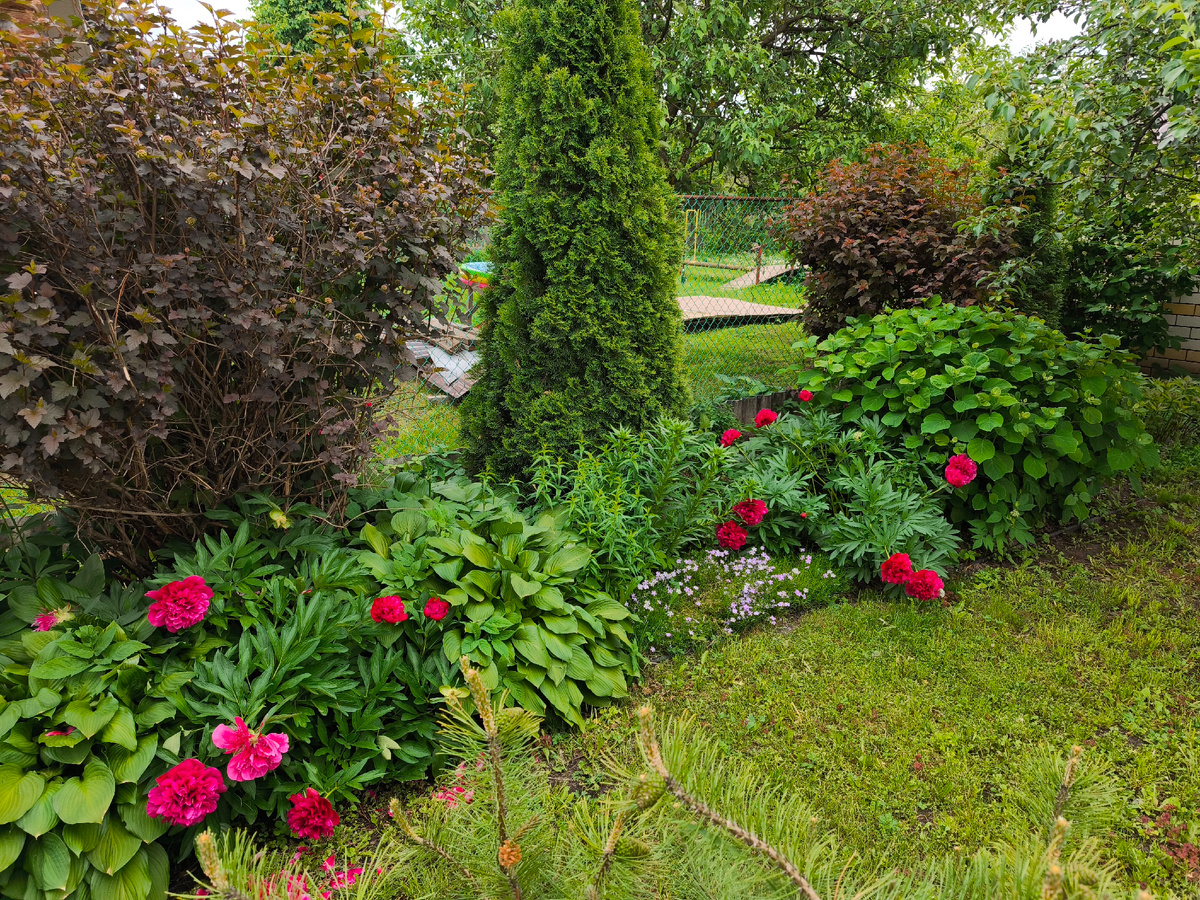 Красные пионы