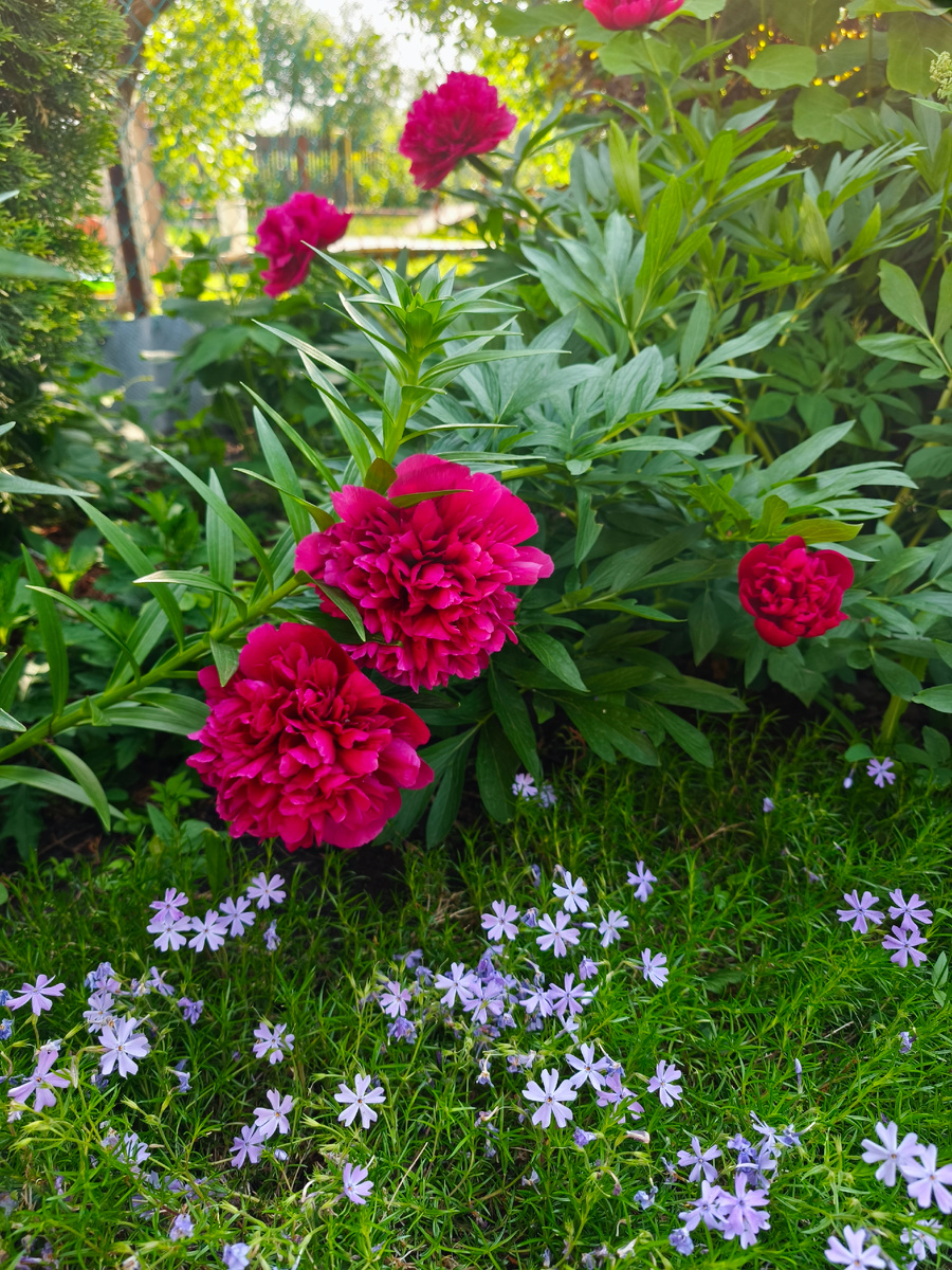 Красные пионы 