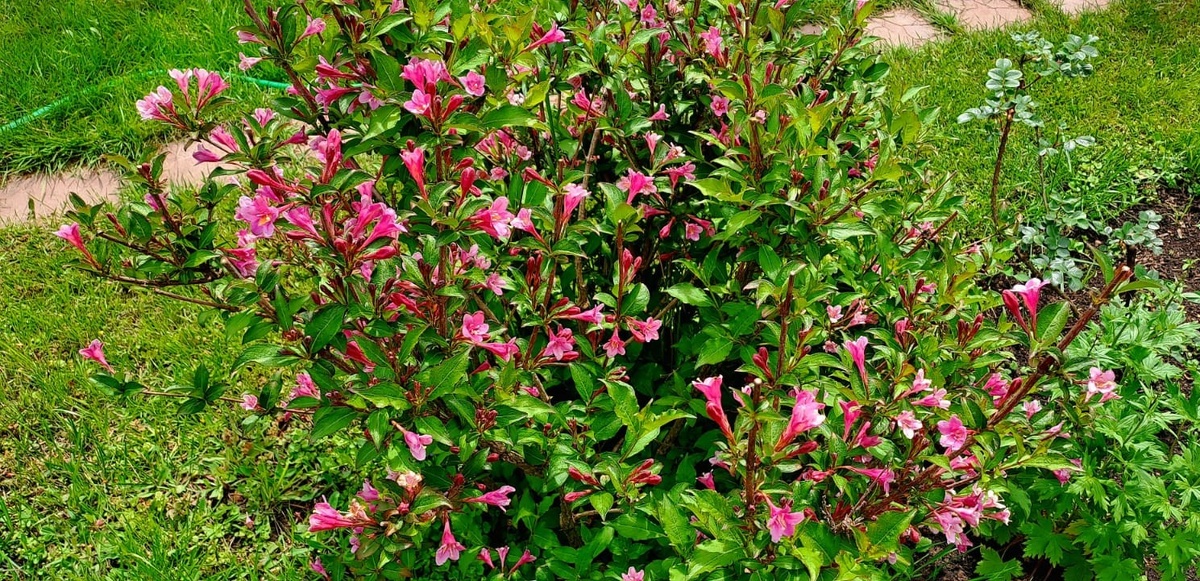 Вейгела Ред Принц