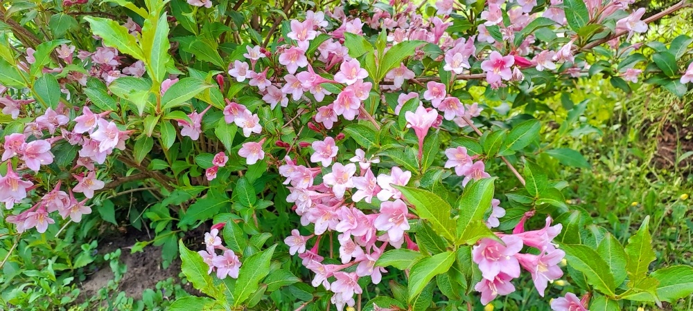 Вейгела Вариегата