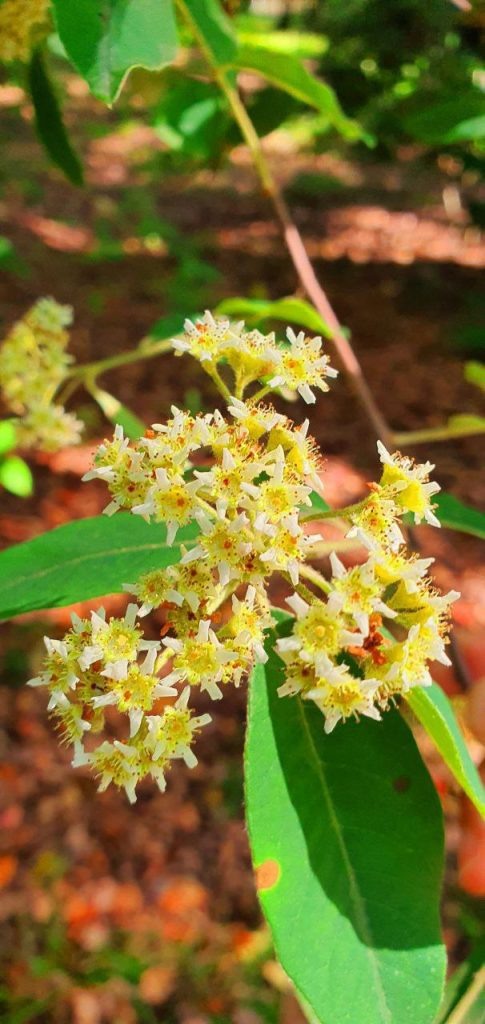    Фото: пресс-служба парка «Южные культуры»