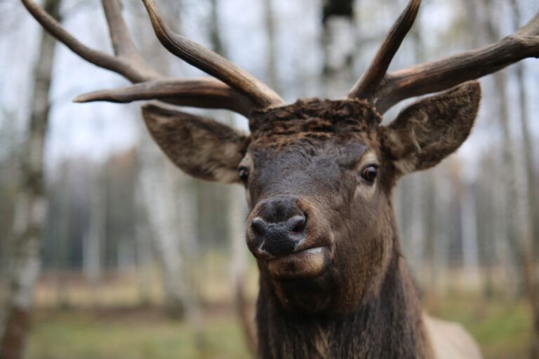    Фото: telegram-канал Лосиный остров /t.me/losinyiostrov Александра Горохова