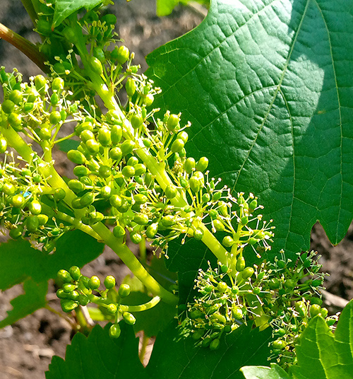 Обоеполый тип цветка.