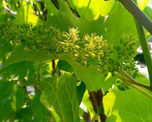 Соцветие с обоеполым типом цветка.