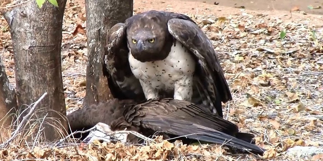 🦅 Самые АГРЕССИВНЫЕ птицы на Земле! Остерегайтесь их...