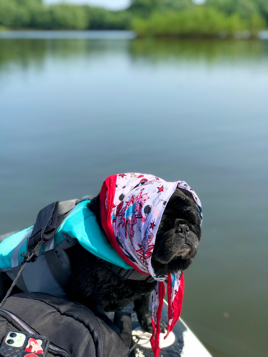 Помимо еды брала ему кепку и косынку, чтобы голову закрыть и он не перегрелся 