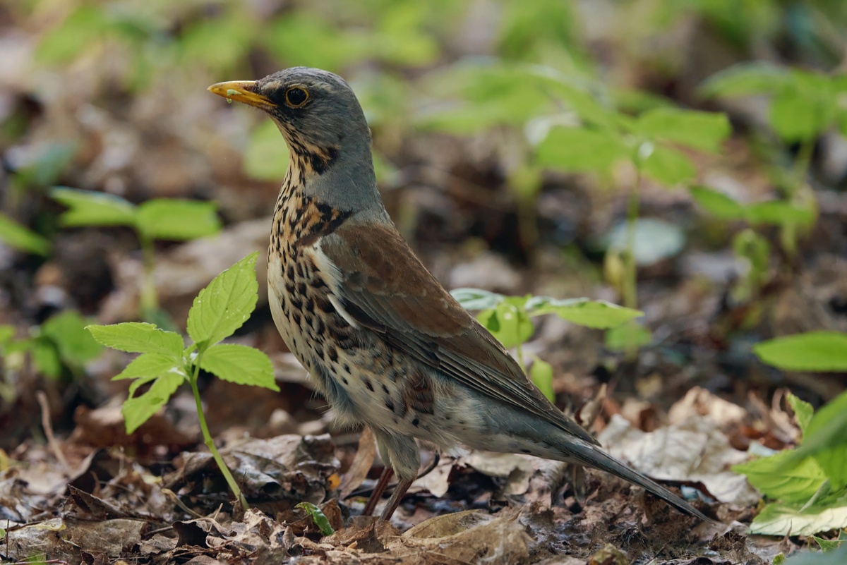 Фото взято из открытого источника