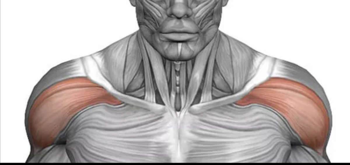 Физические последствия зажатых передних дельтовидных