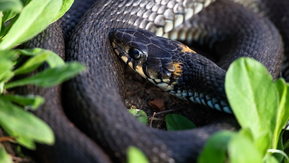    Змея (уж) прячется в траве на территории парка. Автор фото: Сергей Фадеичев / ТАСС