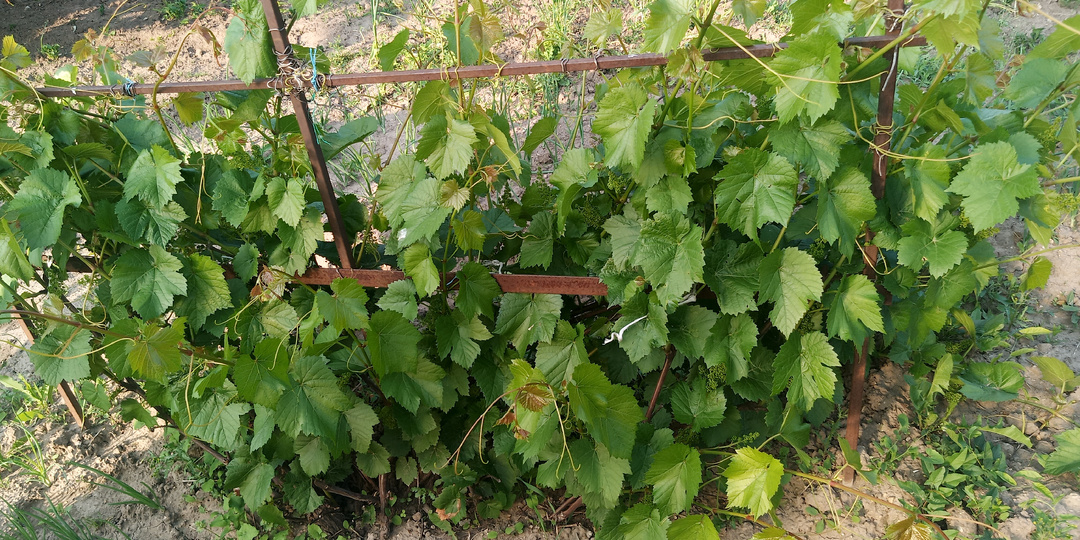 Ошибки начинающих виноградарей.