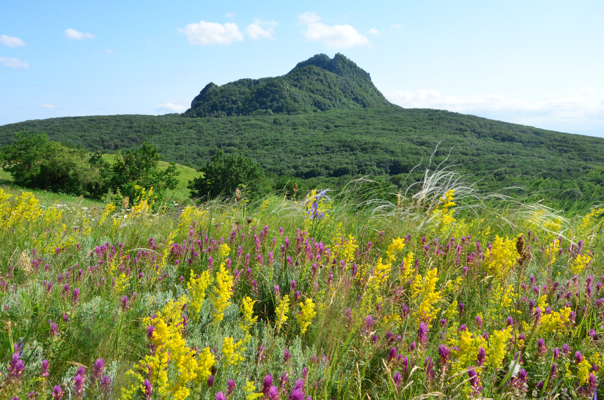 "БОЖИЙ ДАР!". Доледниковая травяная растительность на северном холме возле Развалки.
