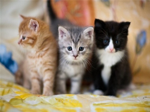 Все милашки