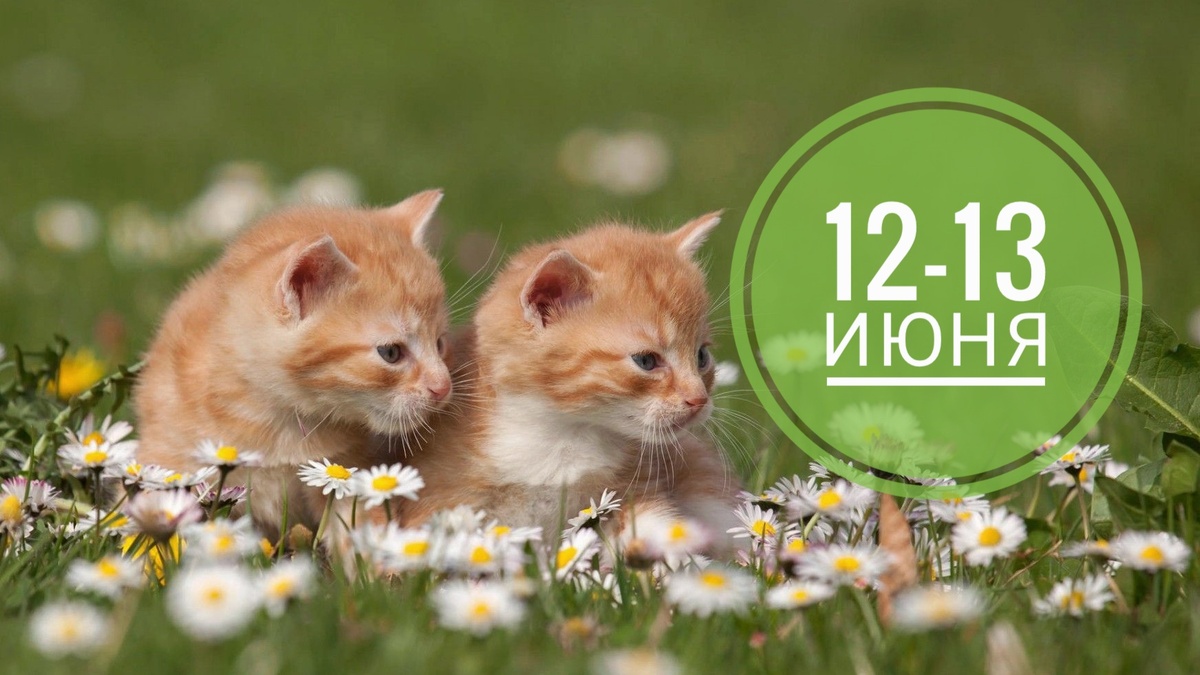 Нумерологический прогноз всегда благоприятный для тех, кто любит котиков