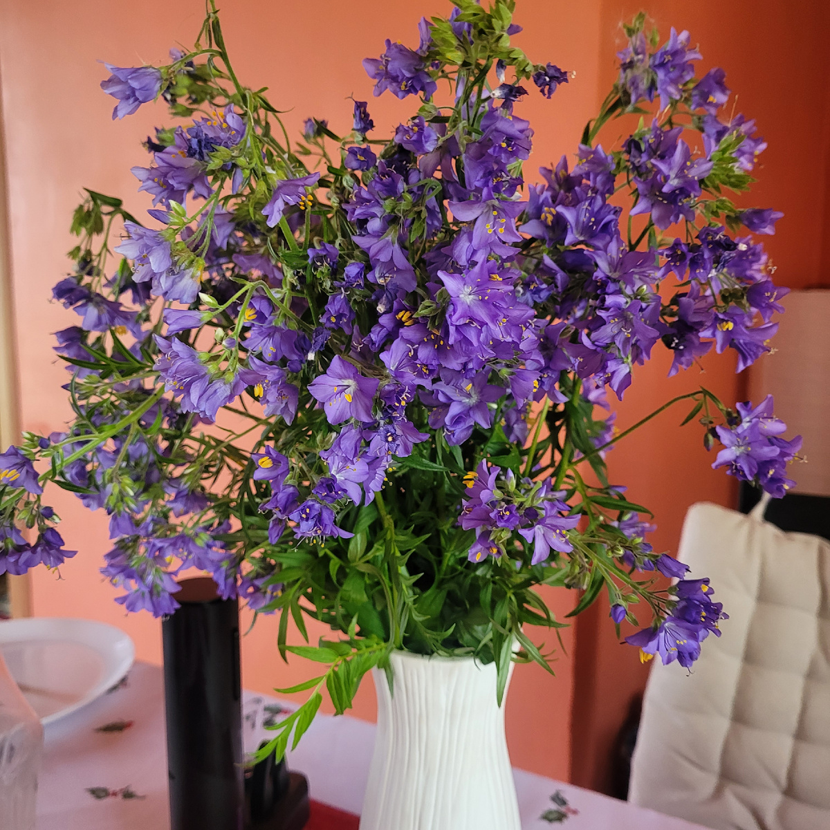 Синуха голубая. Ароматная...)