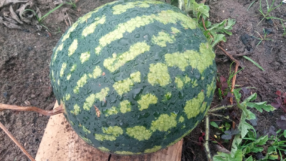 Сорт арбуза Кримсон Свит