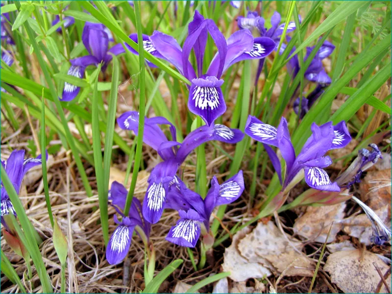 Ирис сибирский.Кукушкины слезки.