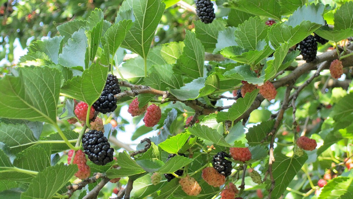 CC BY-SA 3.0 / Anastasija1984 / Plant