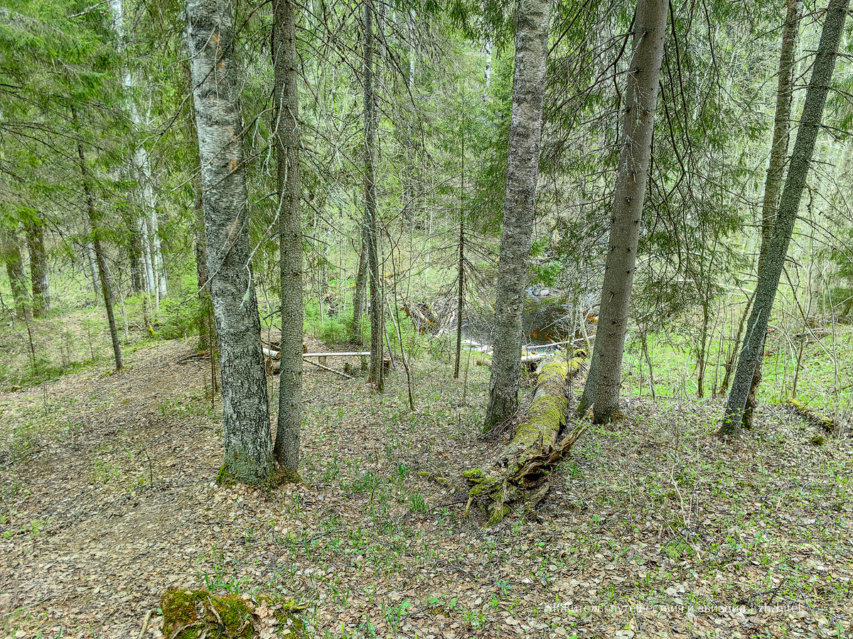 Типичное место обитания клещей