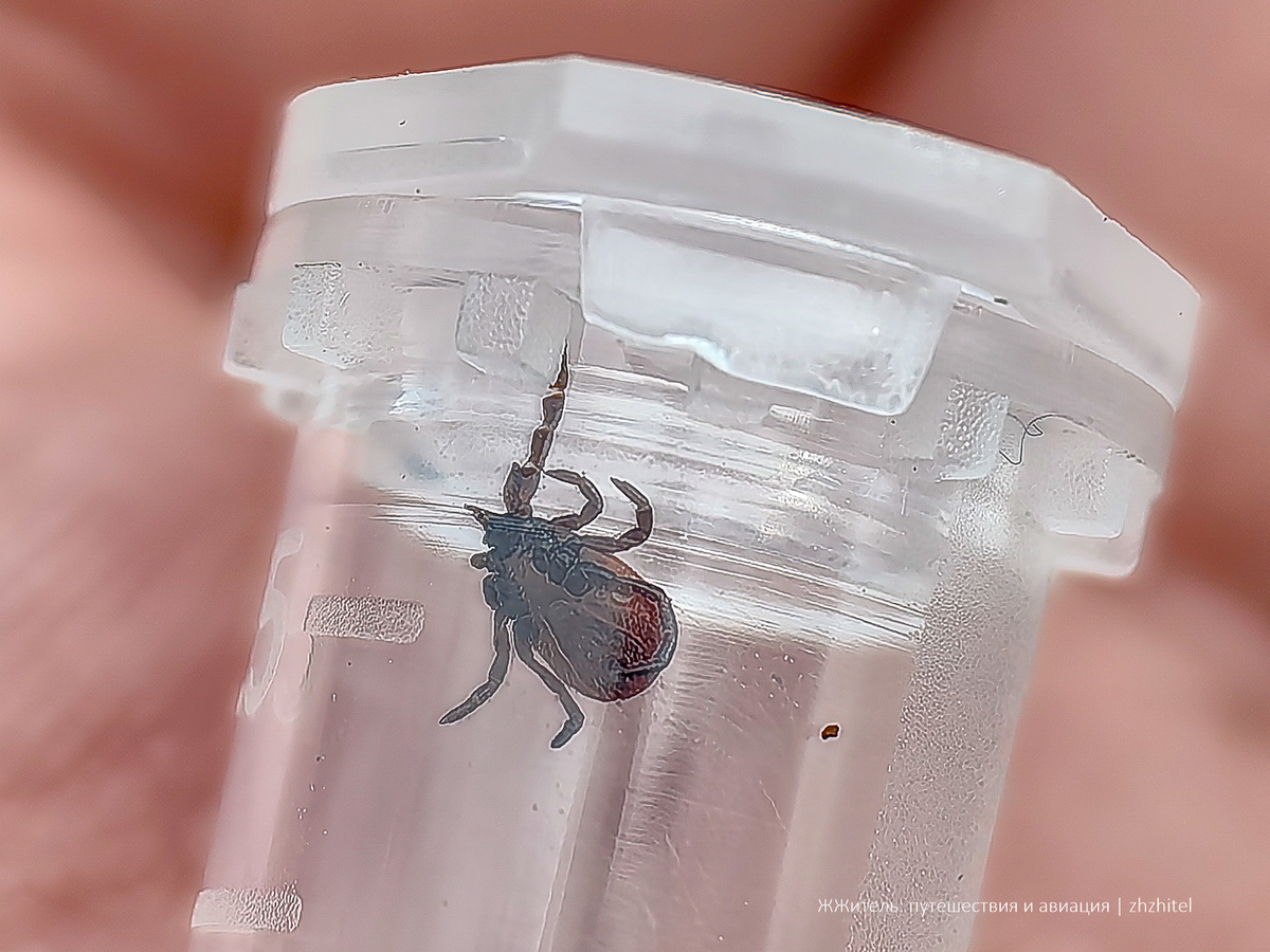 Иксодовый клещ