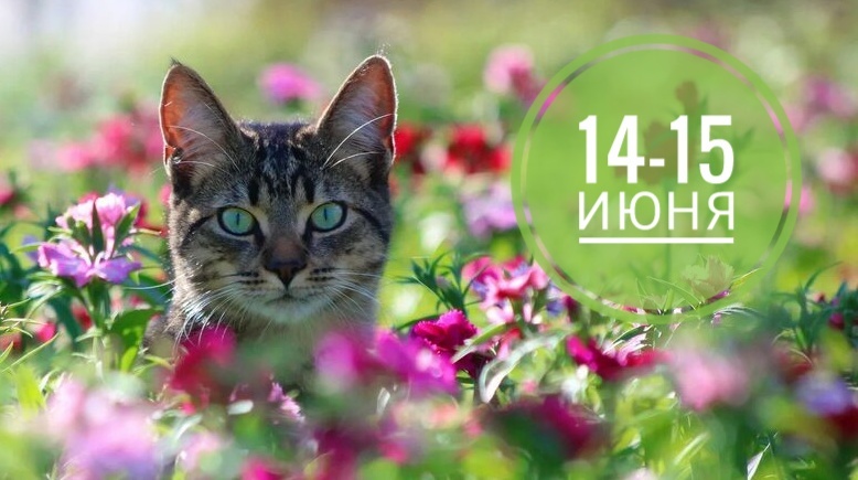 Нумерологический прогноз на выходные: хорошее время побаловать котиков